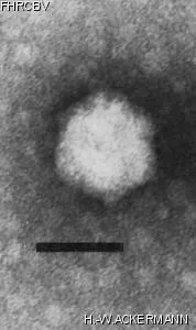 Image of phage under microscope