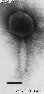 Image of phage under microscope