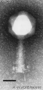 HER320 Image of phage under microscope