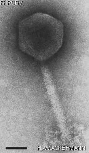 Image of phage under microscope