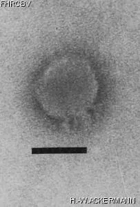 HER374 Image of phage under microscope