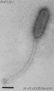 Image of phage under microscope