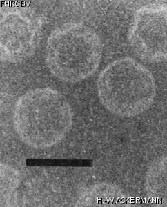 HER420 Image of phage under microscope