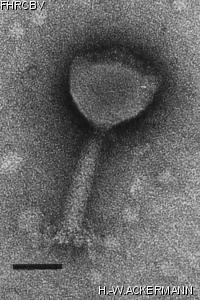 Image of phage under microscope