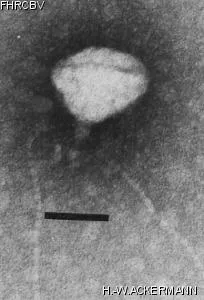 Image of phage under microscope