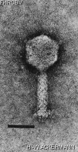 HER61 Image of phage under microscope